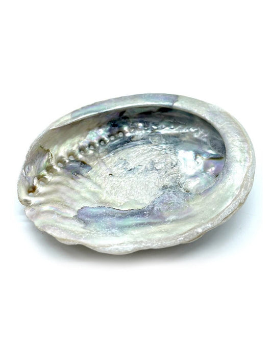 Conchiglia Abalone naturale - 10/12 cm